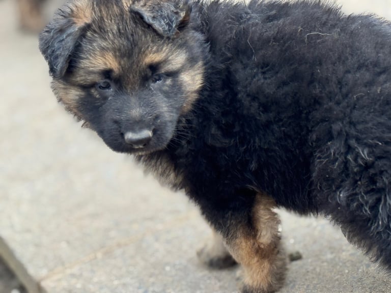 4 x bitches ready 1 week! 21/10/25 gsd pups German shepherd puppies! Lovely temperments! 