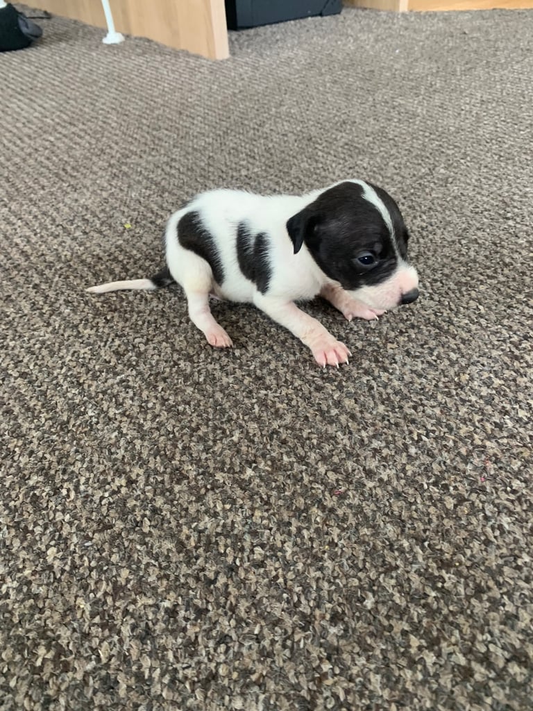 Jack Russell puppy’s 