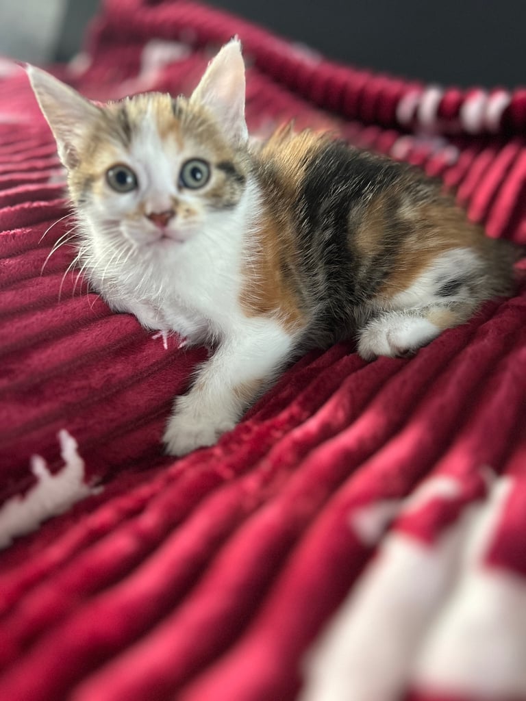 5 kittens (three left )