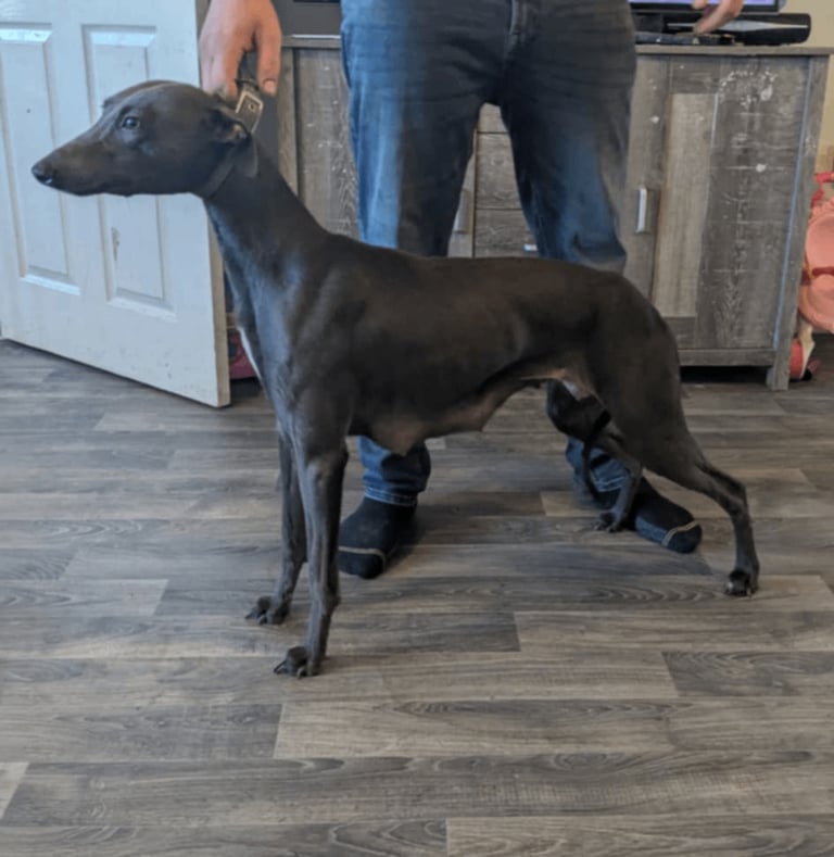 Whippet cross. 2 bitchs left