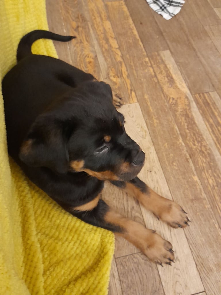  ROTTWEILER PUPS FOR SALE***KC REG***FULLY INJECTED***