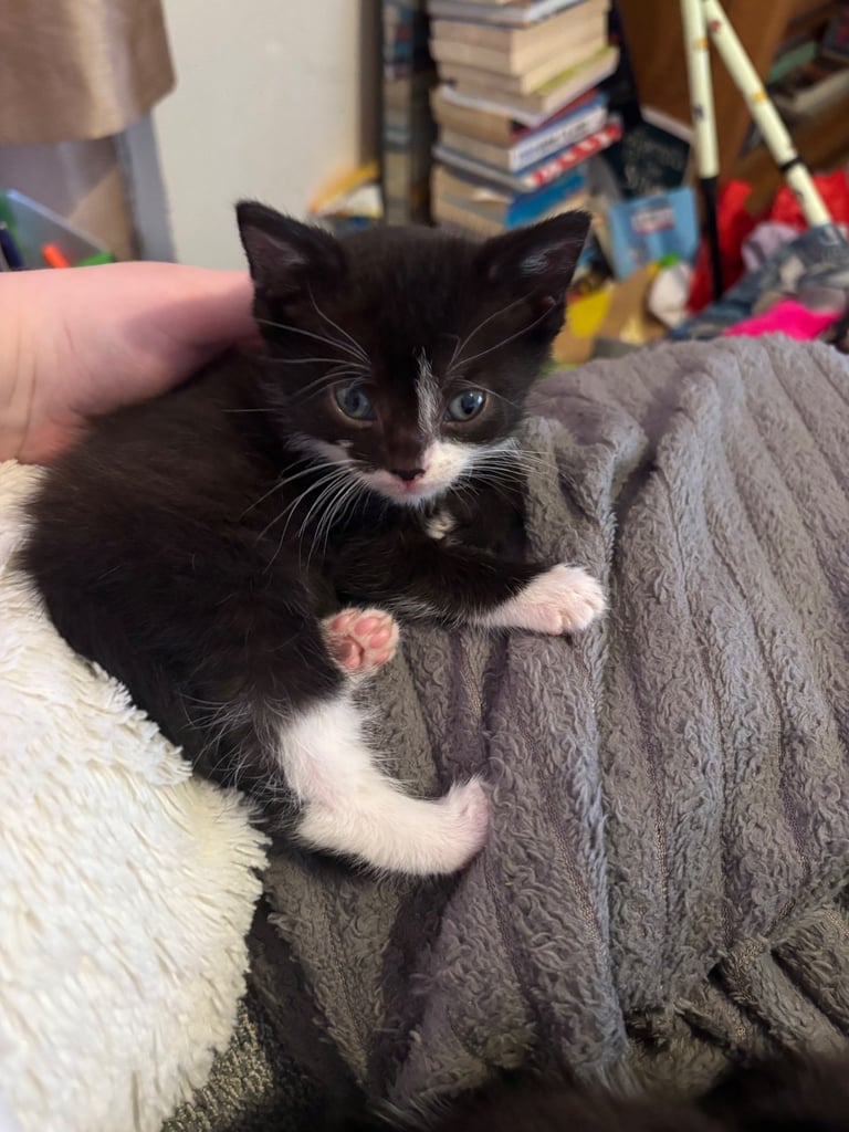 3 kittens for sale!!