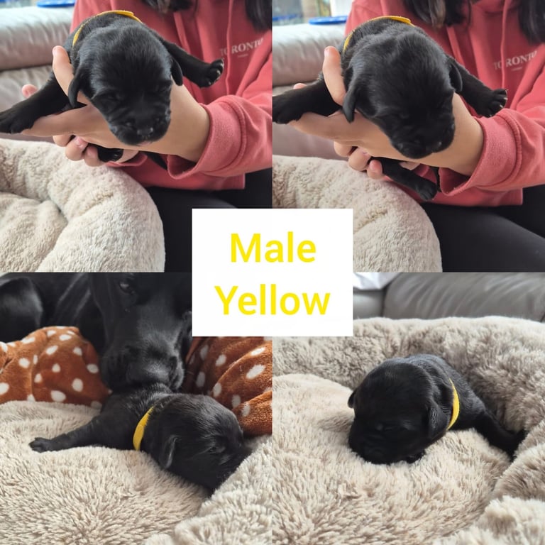 4 week old puppies ready to sell and go in 3 weeks time 
