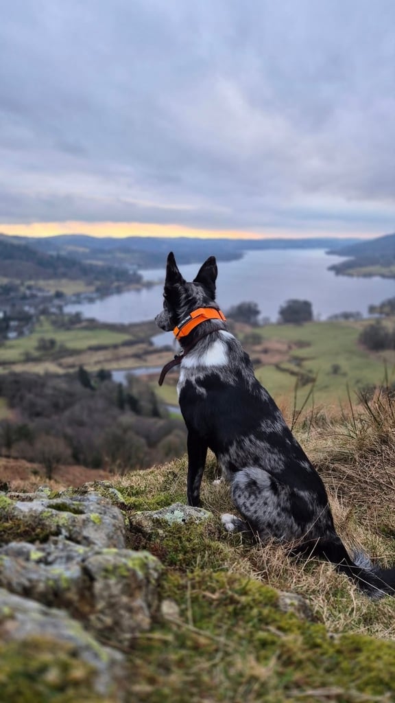 Border collie/Lurcher