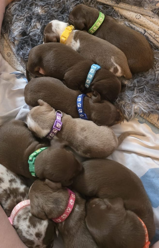 Dachshund Puppies