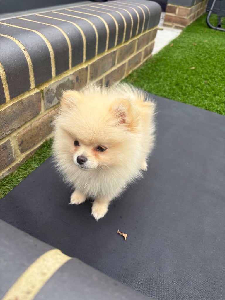 Pomeranian puppy 