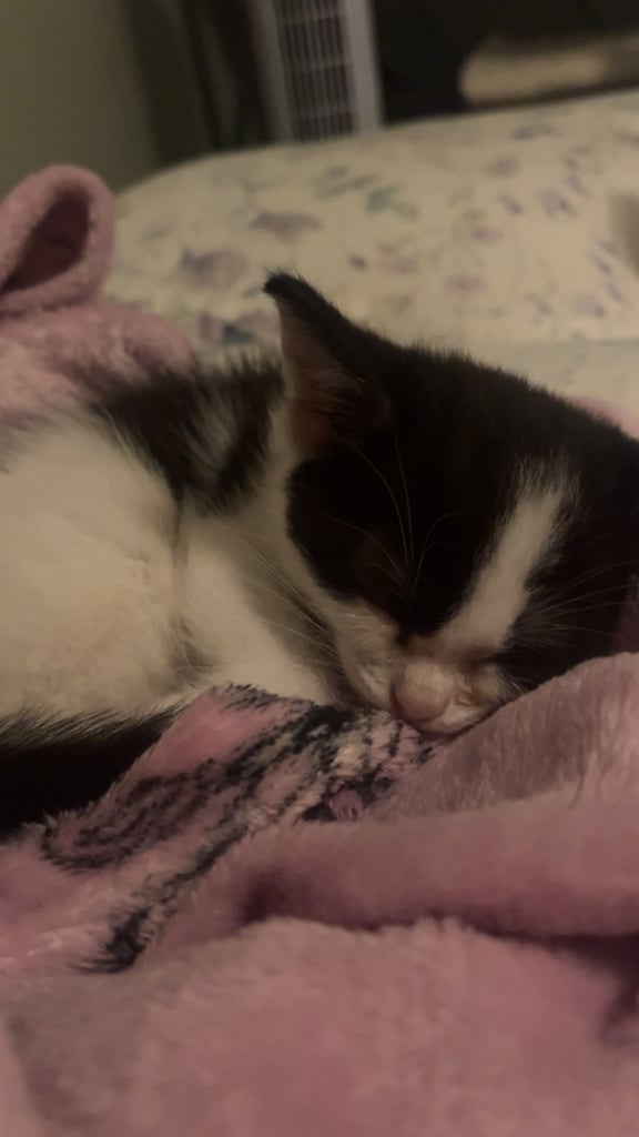 Kitten for sale 