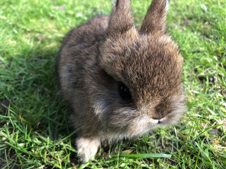 1 netherland dwarf rabbits