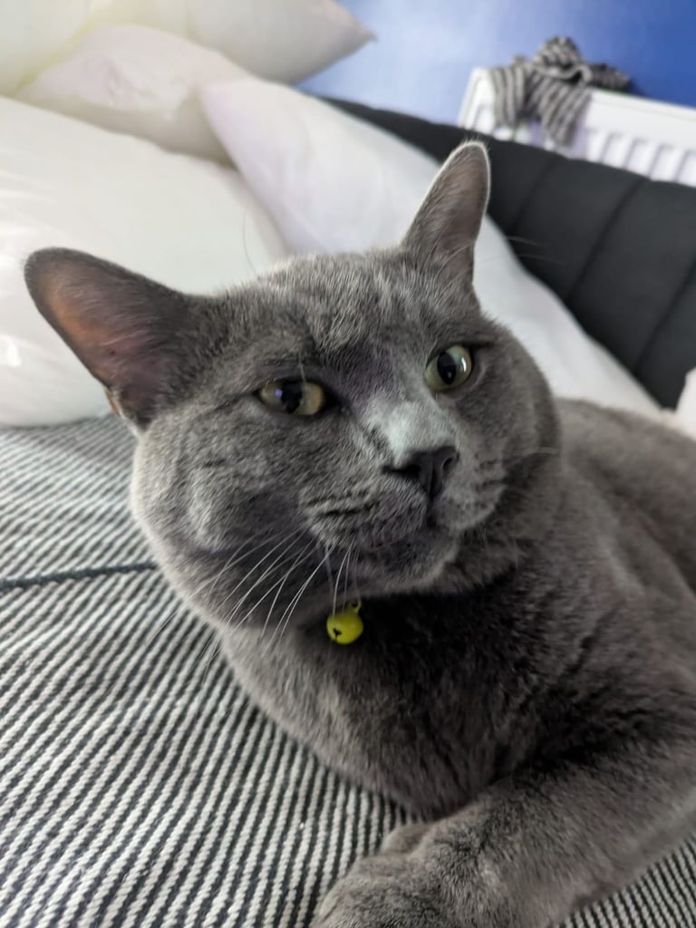 16 month old male cat 