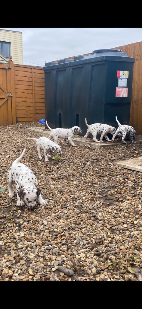 KC Registered health checked show type Dalmatian puppies