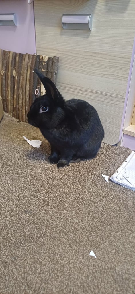 image for Netherlands dwarf rabbit