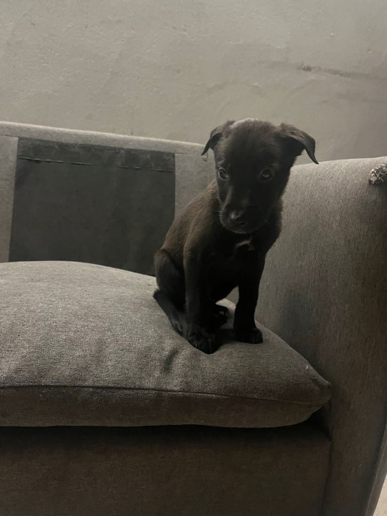 puppies looking for the forever home 