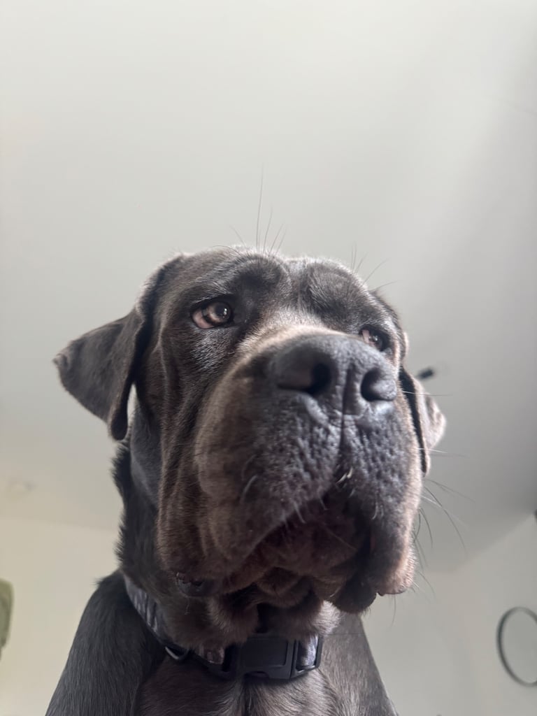 9 month of Cane Corso