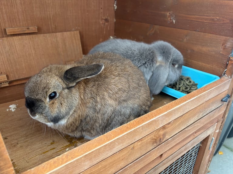 Mini Lop Rabbits