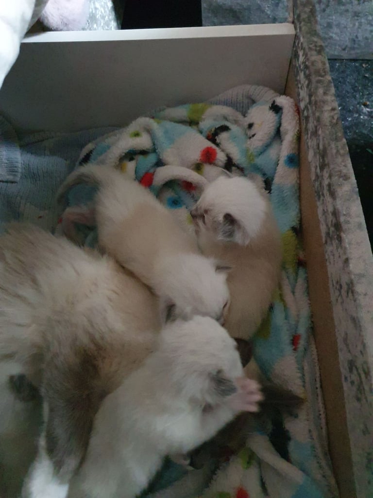 Ragdoll kittens for sale 