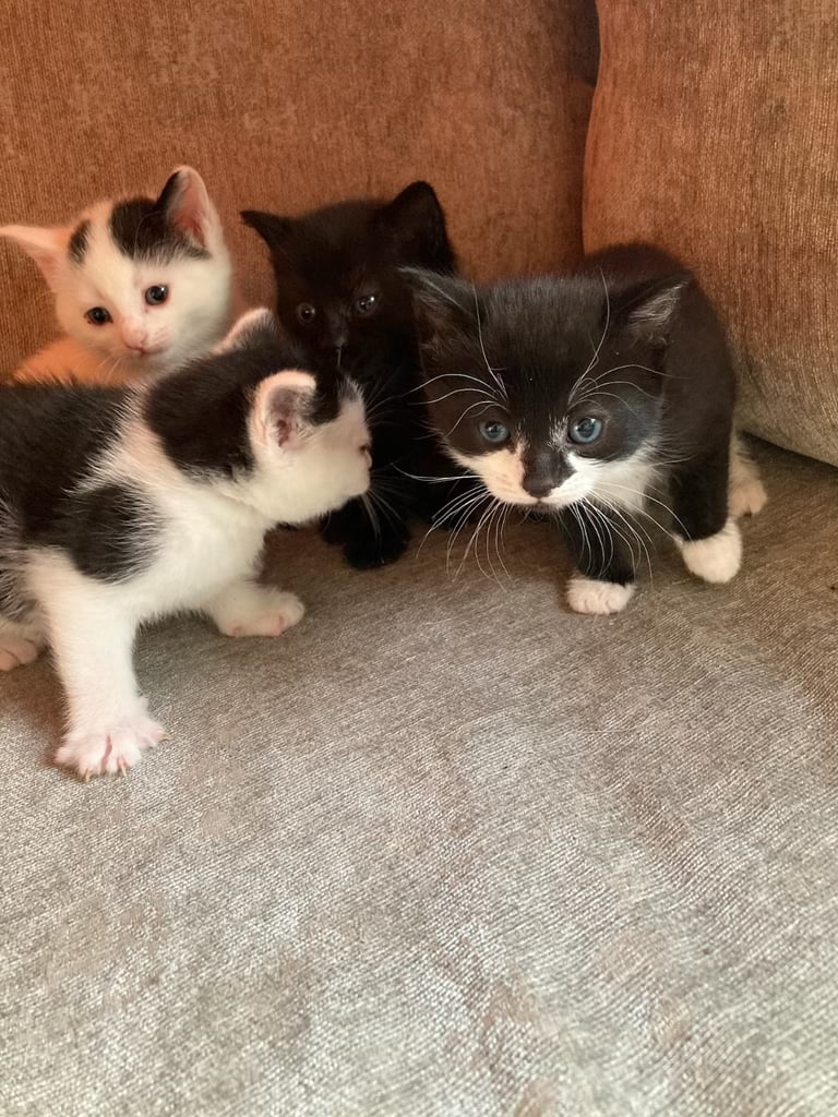 Kittens for sale 