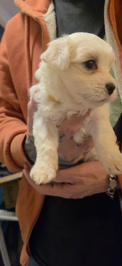 Adorable Maltese  Puppies 