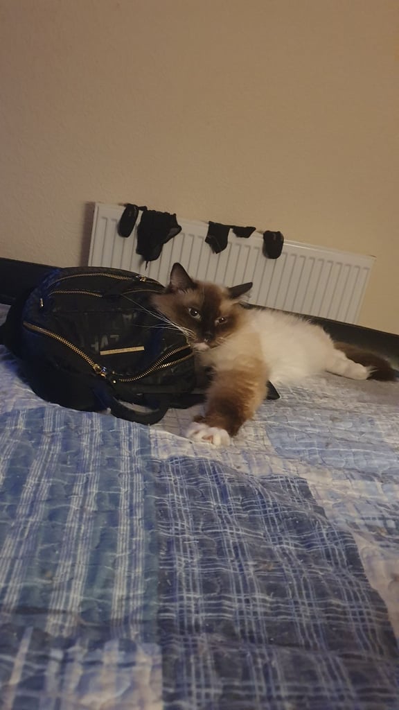 Absolutely beautiful ragdolls kittens 