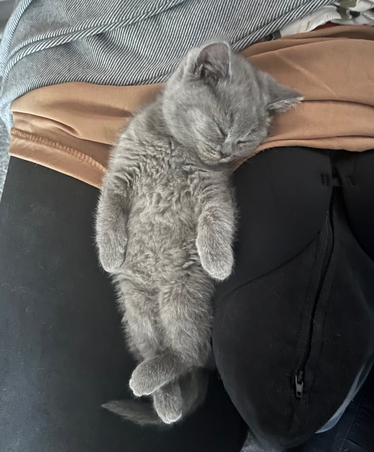 Bsh blue female kitten.
