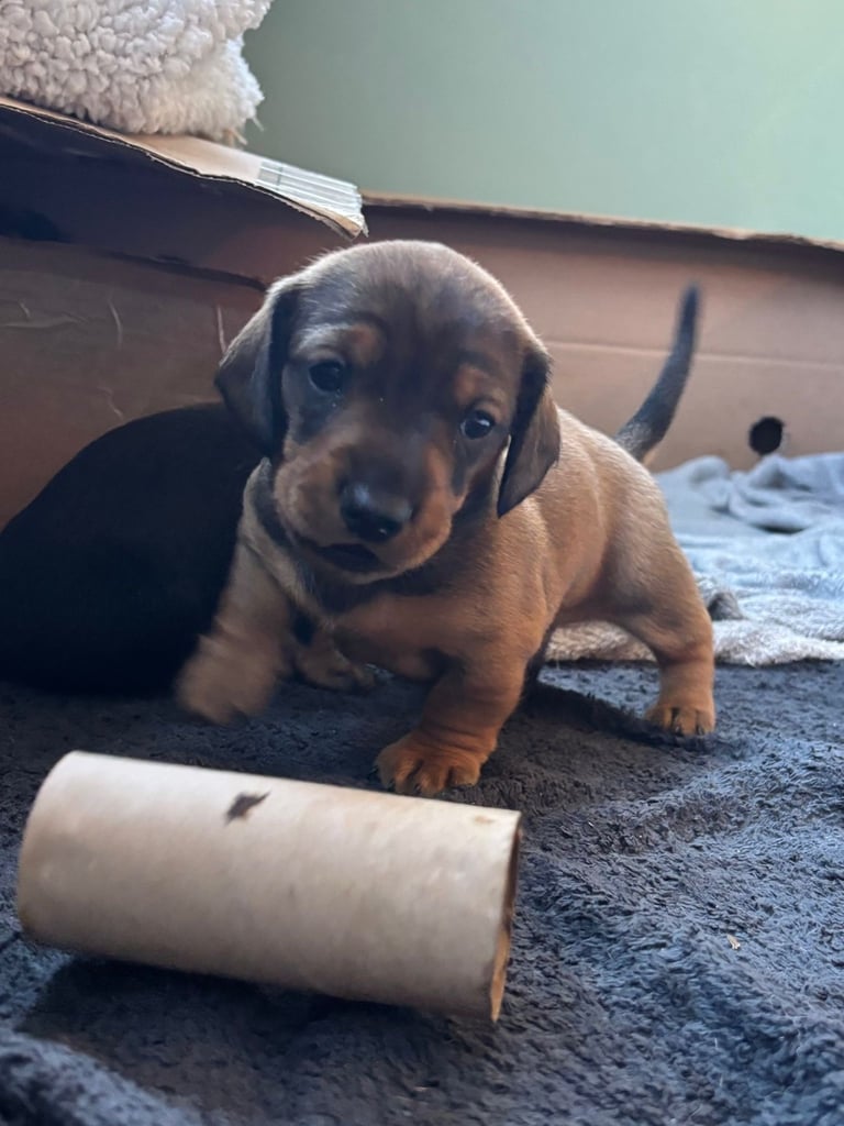 Adorable dachshund puppies 