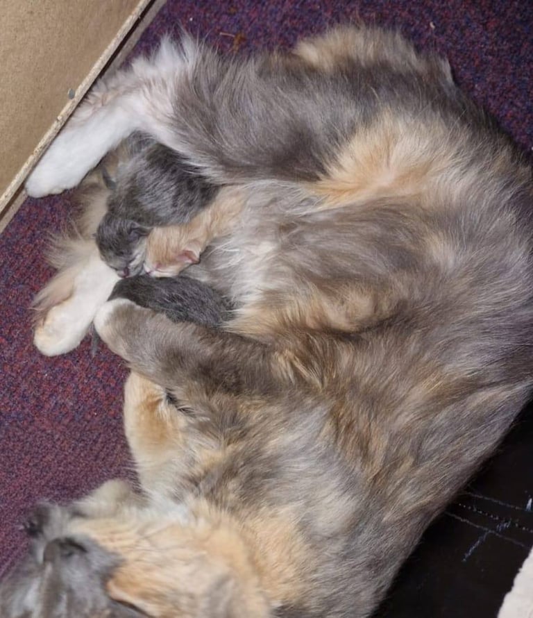 Beautiful litter of long hair kitten
