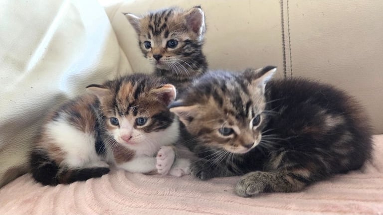 Kittens looking for a loving home