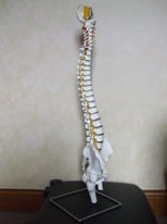 Anatomy Model Of Flexible Spine With Femoral Heads