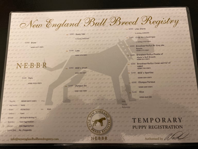 Old English bulldog puppy for sale. 