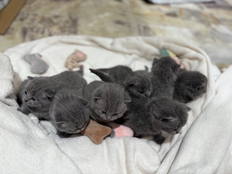 BSH kittens - All SOLD 