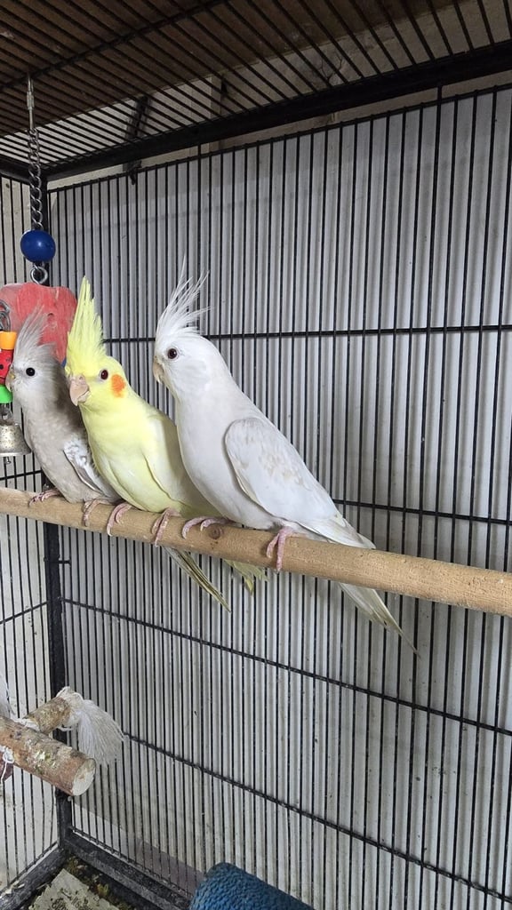 image for Cockatiel