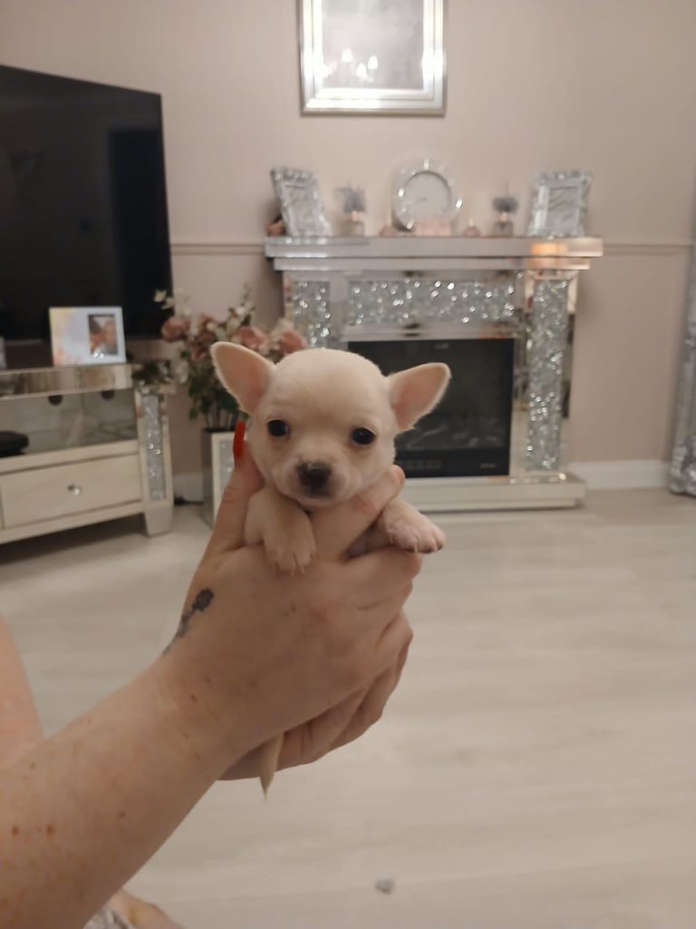Rare colour chuiahuia puppies pearl / platinum 5 weeks old 