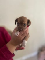 Beautiful Chihuahua, cross Yorkshire terrier for sale