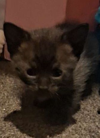 2 x 9 week old kittens 