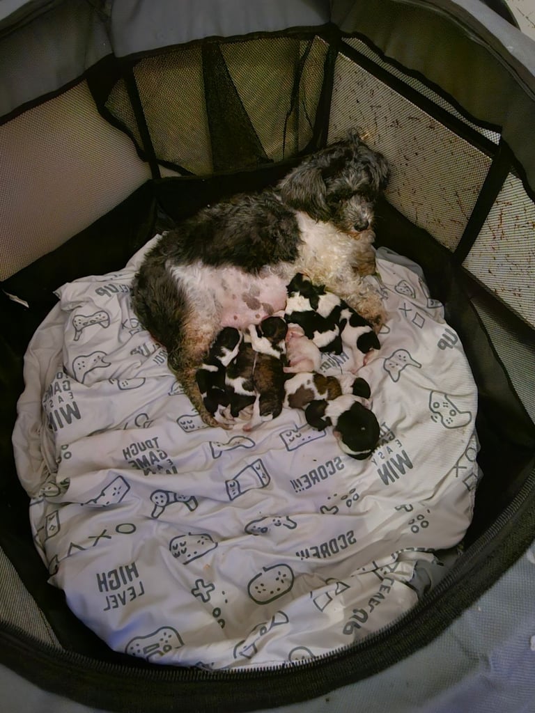 Shih tzu pups / all pups reserved 