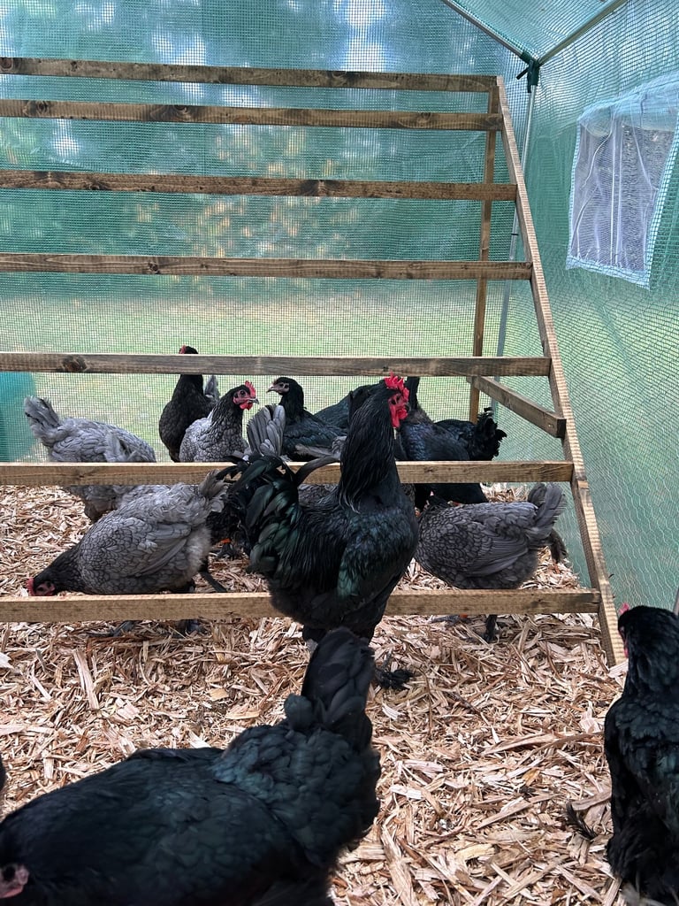 Chickens for sale 