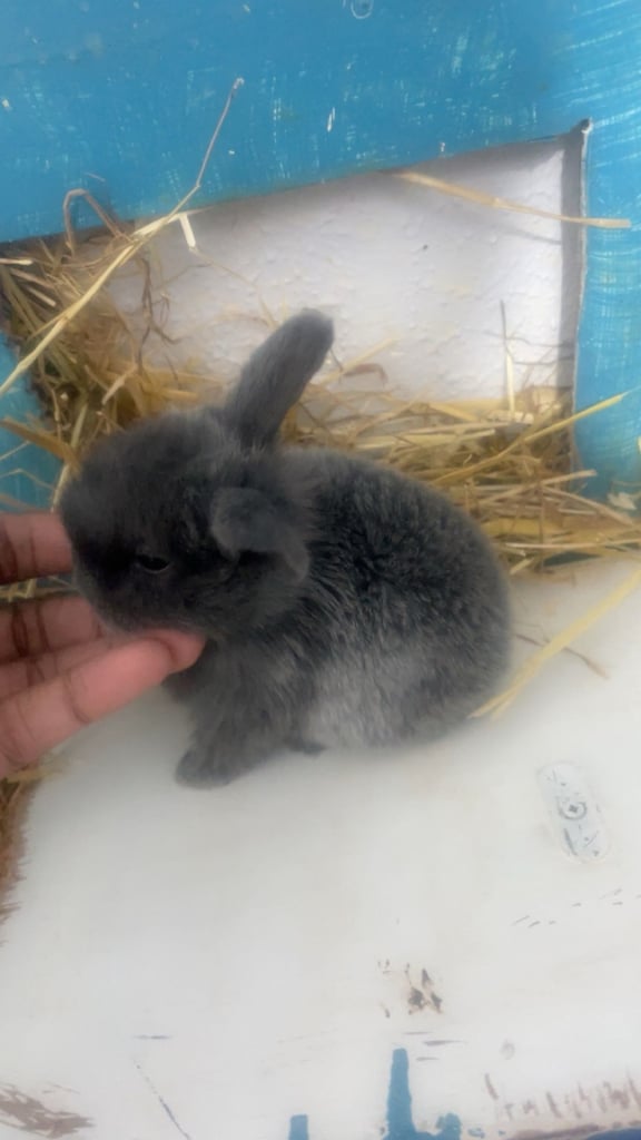 Bunnys ready to leave now 