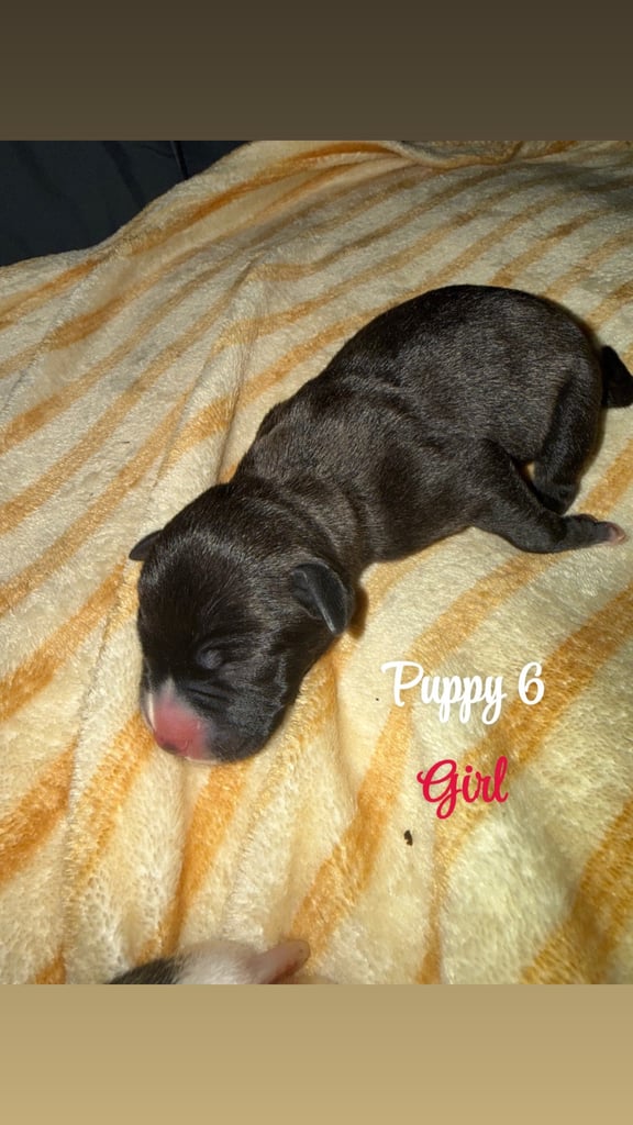 Staffordshire bull terrier puppies