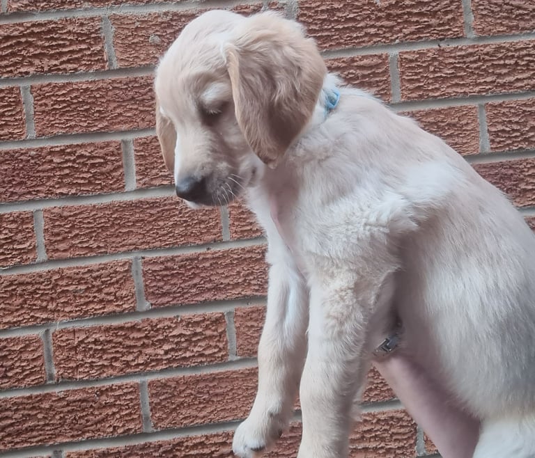 Male golden retriever pup *ready to leave now*