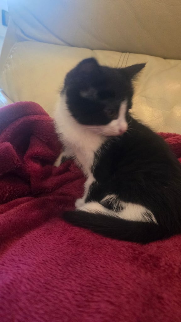 Cute little cat