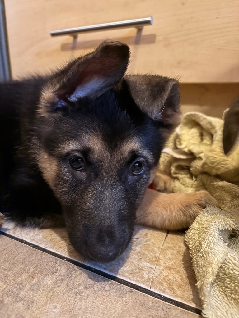 Stunning German Shepherd puppies