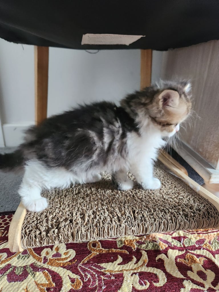 Pure persian doll face chinchilla kitten 