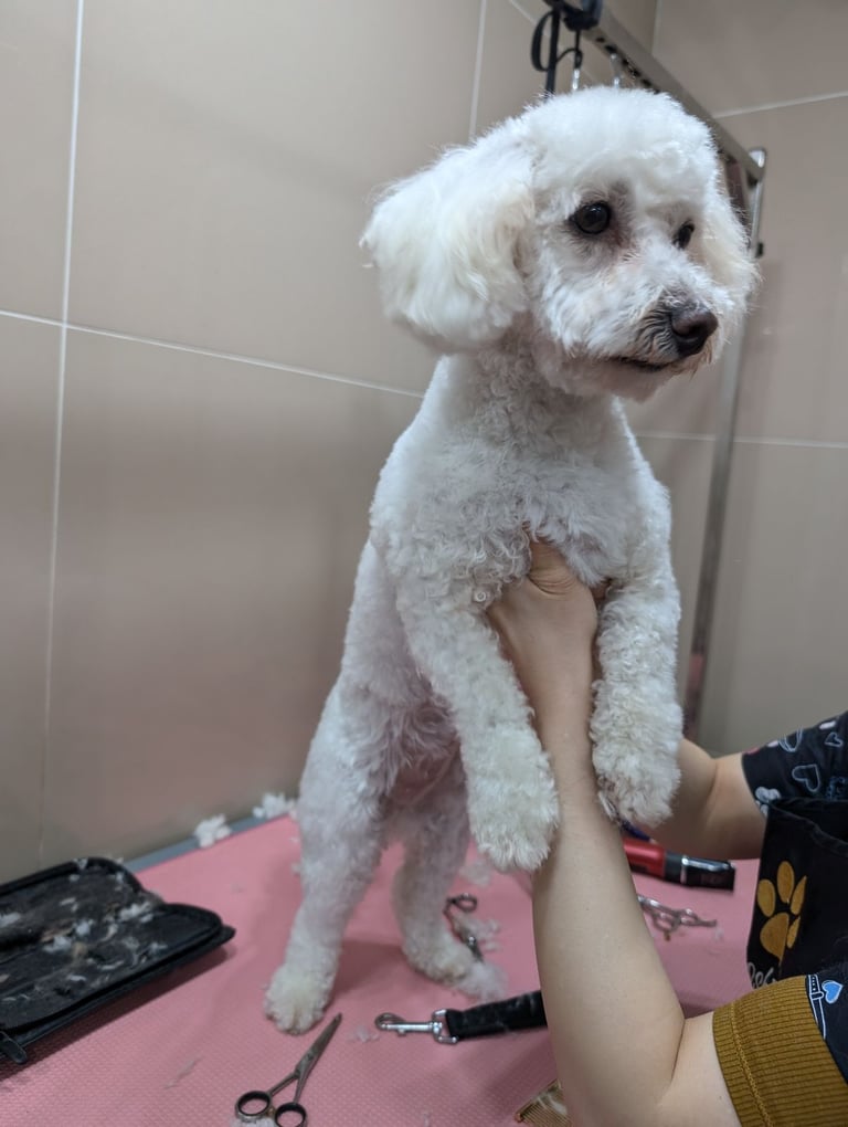 DOG GROOMING 