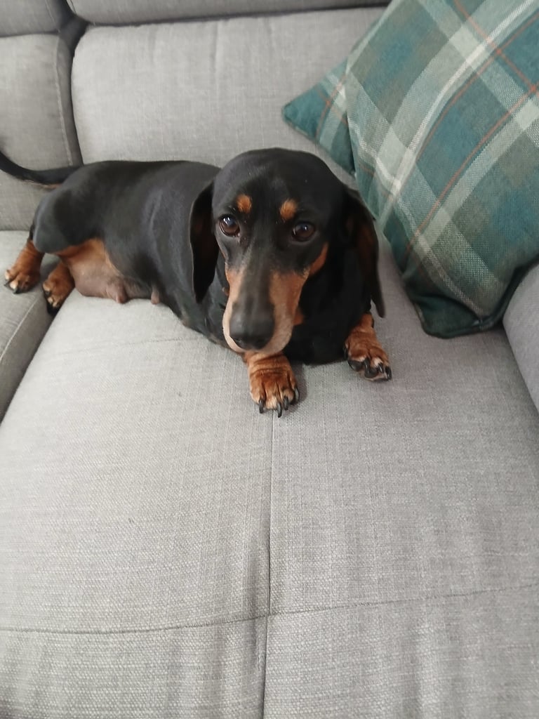 2 kc dashhund girls for sale 