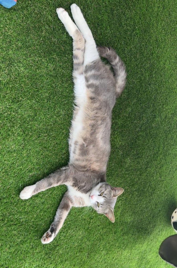 Cat Tom tabby cat looking to move into forever home 