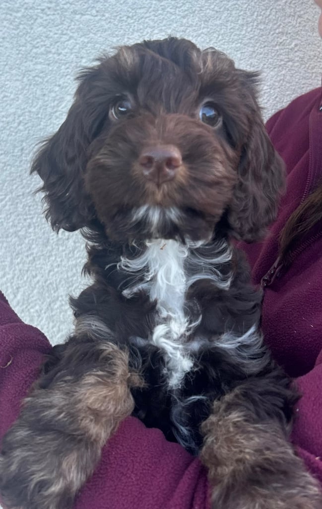Beautiful Cockerpoo Puppies