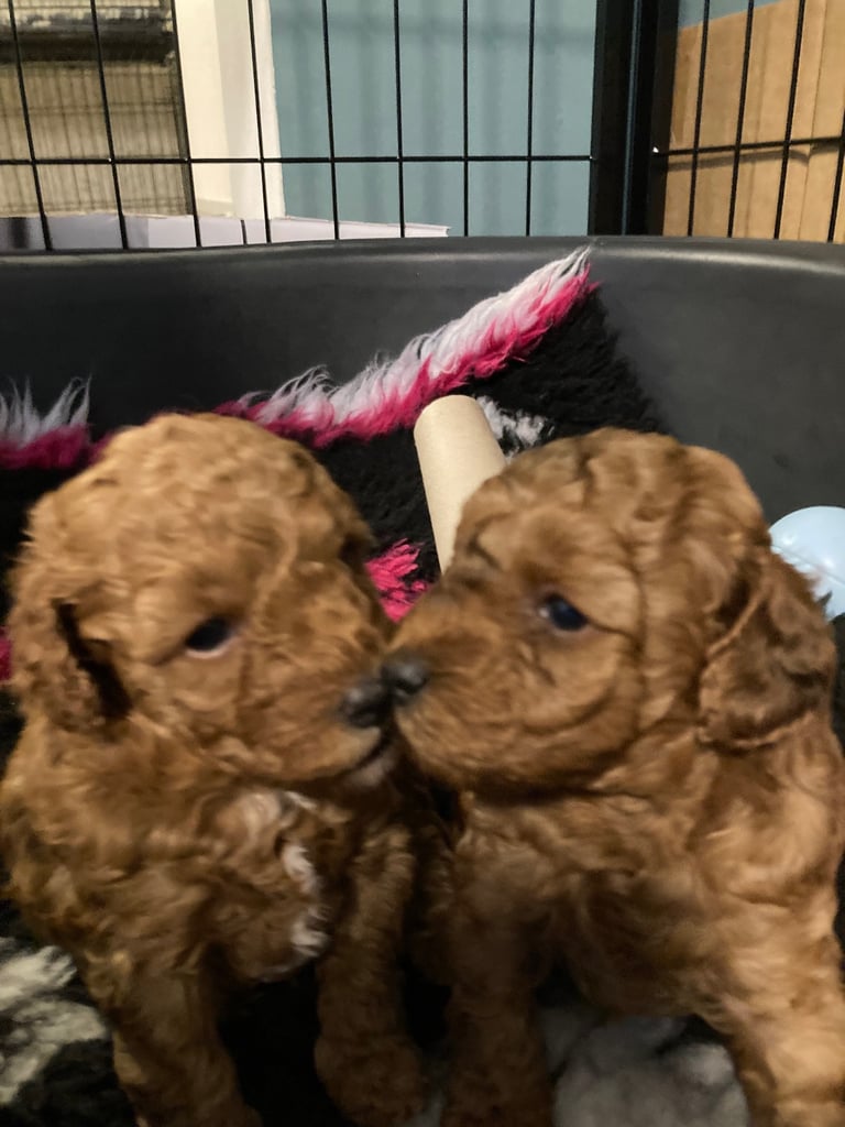 F1B TINY COCKAPOOS