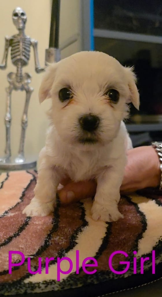 Adorable Maltese  Puppies 