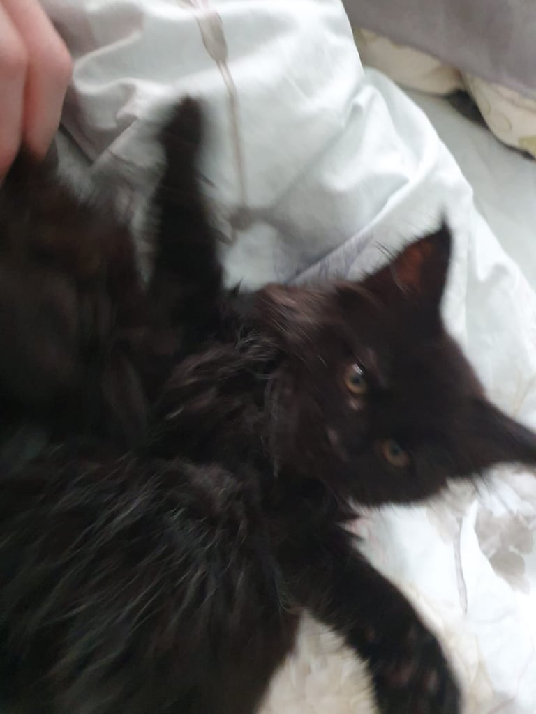 XL Maincoon x Ragdoll kittens