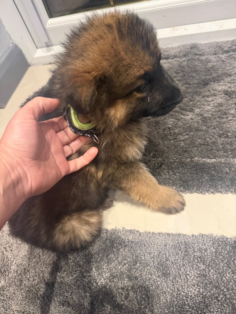 German Shepherd NOW READY TO GO 