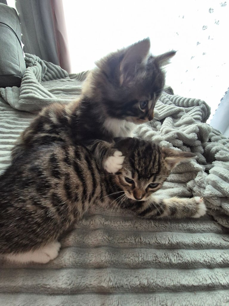 Two little Kittens